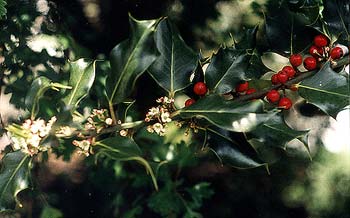 Holly Tree