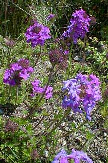 Trailing Verbena