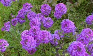 Trailing Verbena