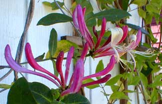 Honeysuckle