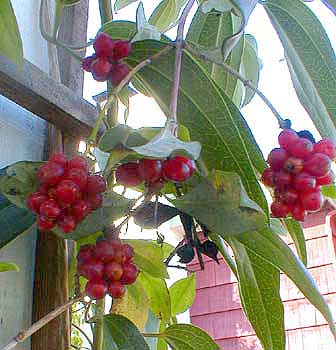 Honeysuckle fruit