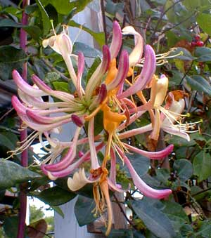 Honeysuckle