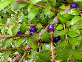 Privet Honeysuckle