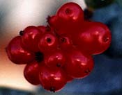 Honeysuckle fruit