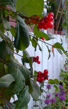 Honeysuckle fruit