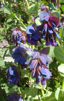 Blue Honeywort