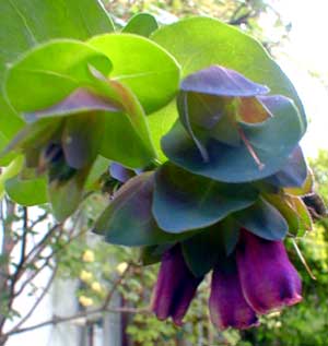 Blue Honeywort