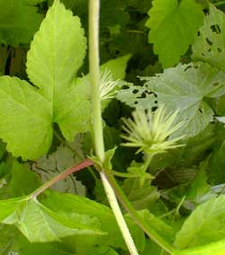 Hops Flower