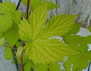 Golden Hop Vine