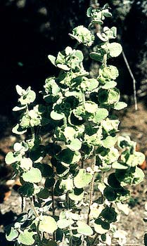 Greek Horehound