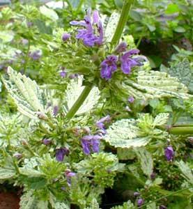 Variegated Horehound