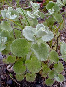 Greek Horehound