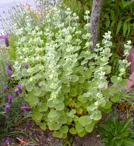 Greek Horehound