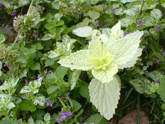 Variegated Horehound