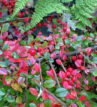 Cotoneaster