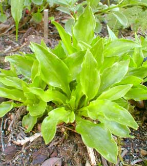 Miniature Hosta