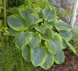 Hosta