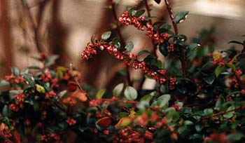 Huckleberry Blossoms