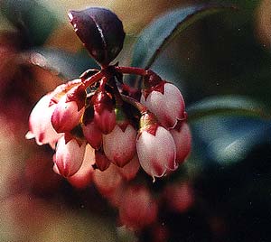 Huckleberry flower