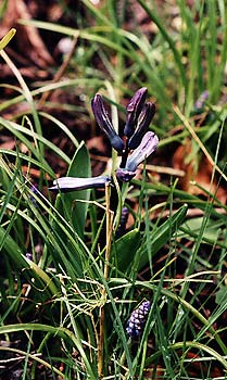 Roman Hyacinth