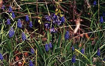 Roman Hyacinth