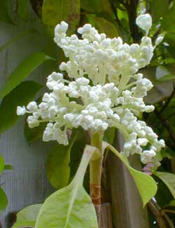 Evergreen Hydrangea