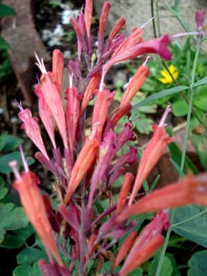 Threadleaf Hyssop