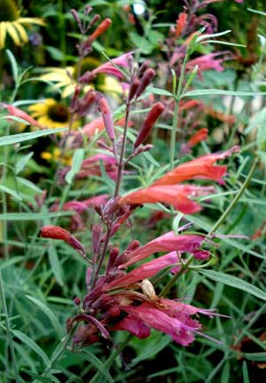 Threadleaf Hyssop