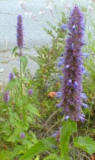 Purple Giant Hyssop