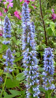 Blue Fortune Hyssop