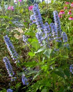 Blue Fortune Hyssop