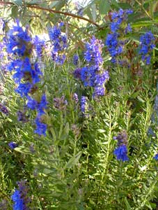 Dwarf Hyssop