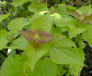 Golden Hyssop