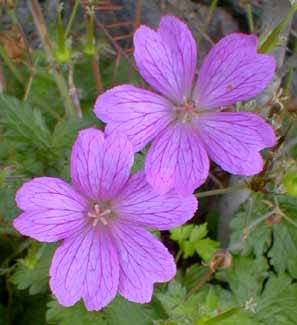 Crane's-bill