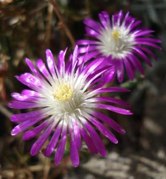 Starburst Ice Plant