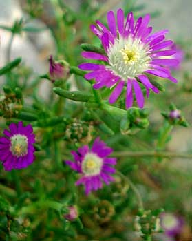 Starburst Ice Plant