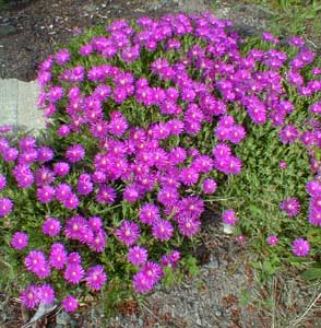 Iceplant