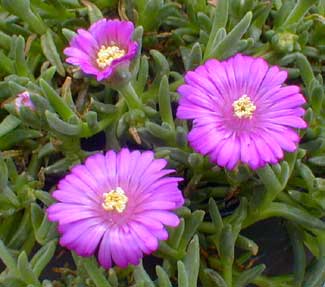 Iceplant