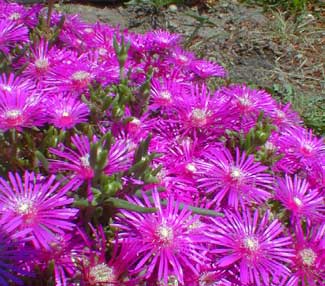 Iceplant