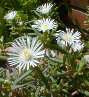 White Iceplant