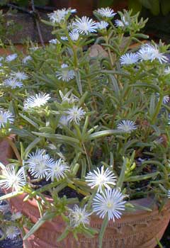 White Iceplant