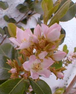 Indian Hawthorn