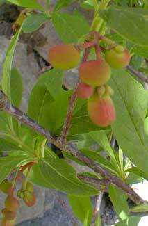 Indian Plum