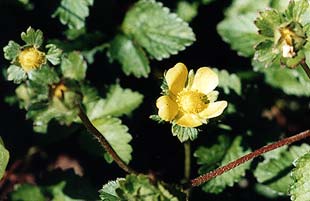 Mock Strawberry
