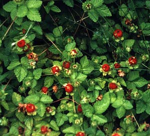 Mock Strawberries