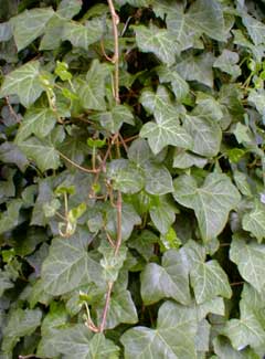 Invasive Ivy