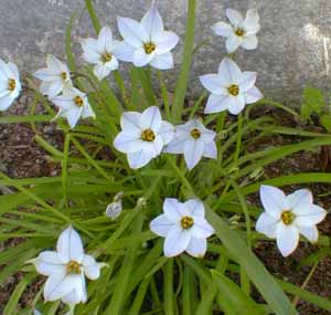 Ipheion