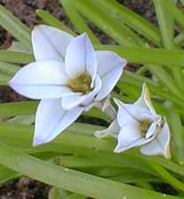 Ipheion