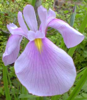 Japanese Iris