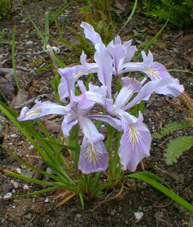 Toughleaf Iris